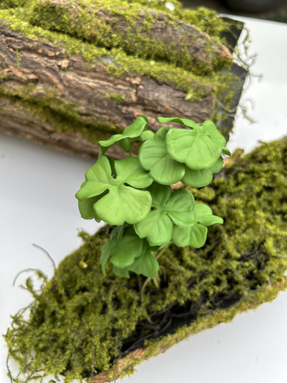 Сукулент 9 - Зображення 2