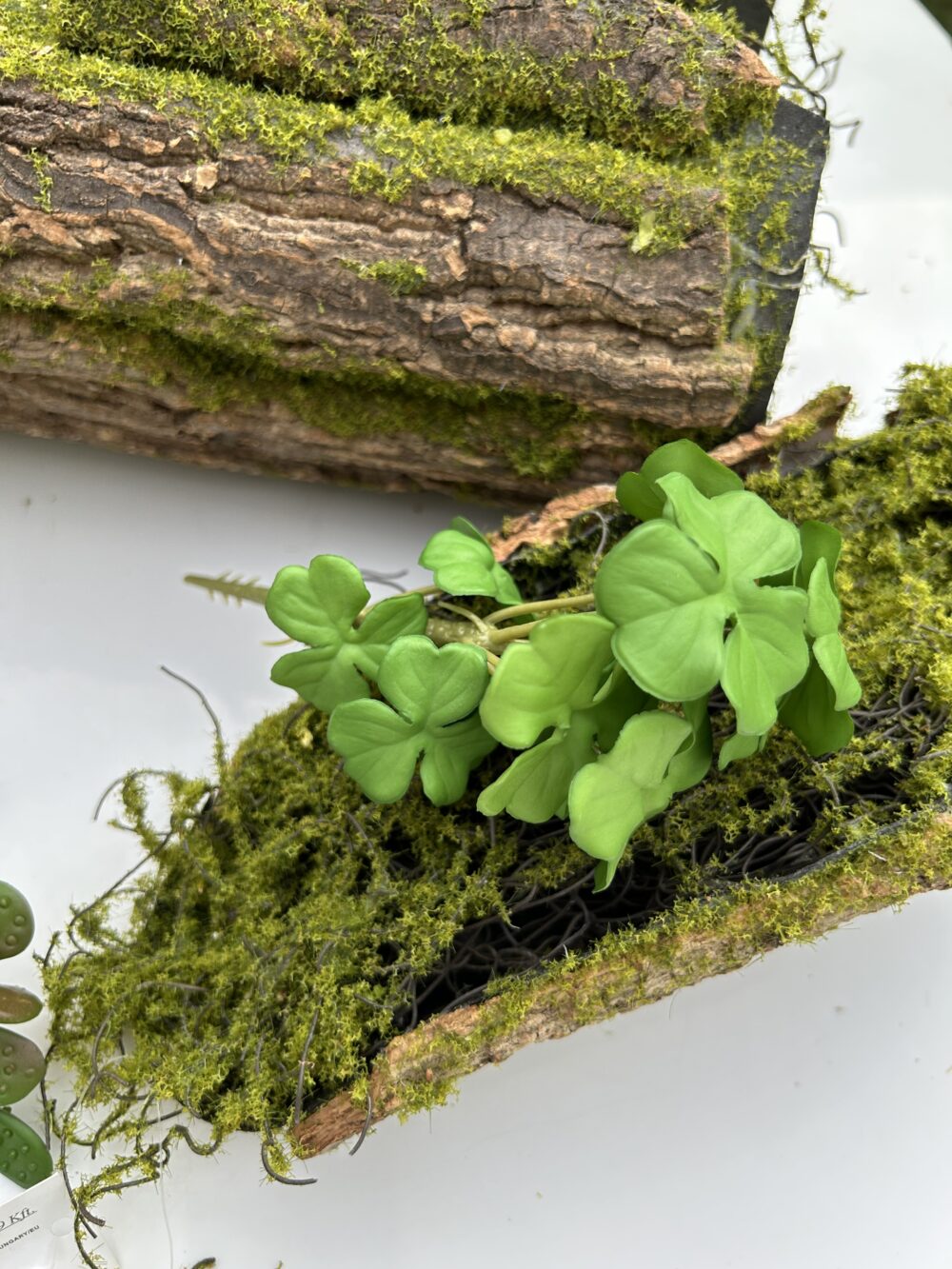 Сукулент 9 - Зображення 3