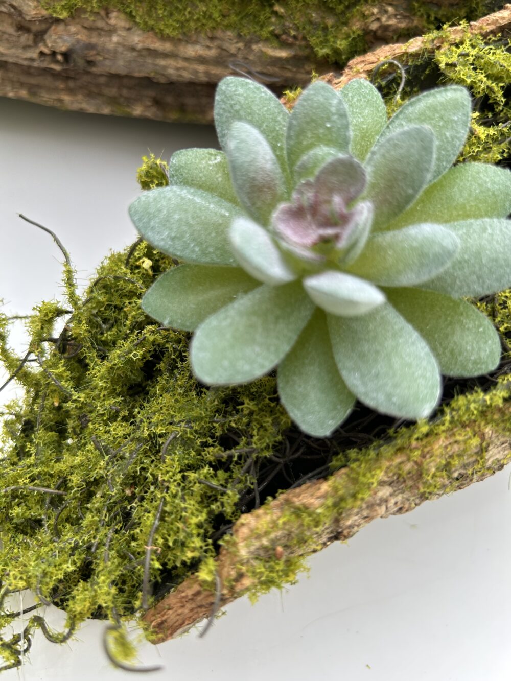 Сукулент 10 - Зображення 2