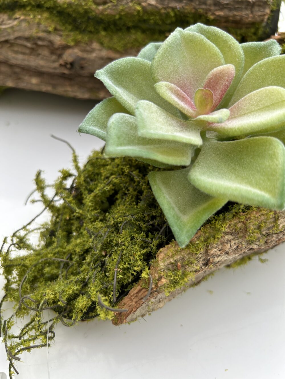 Сукулент 13 - Зображення 2