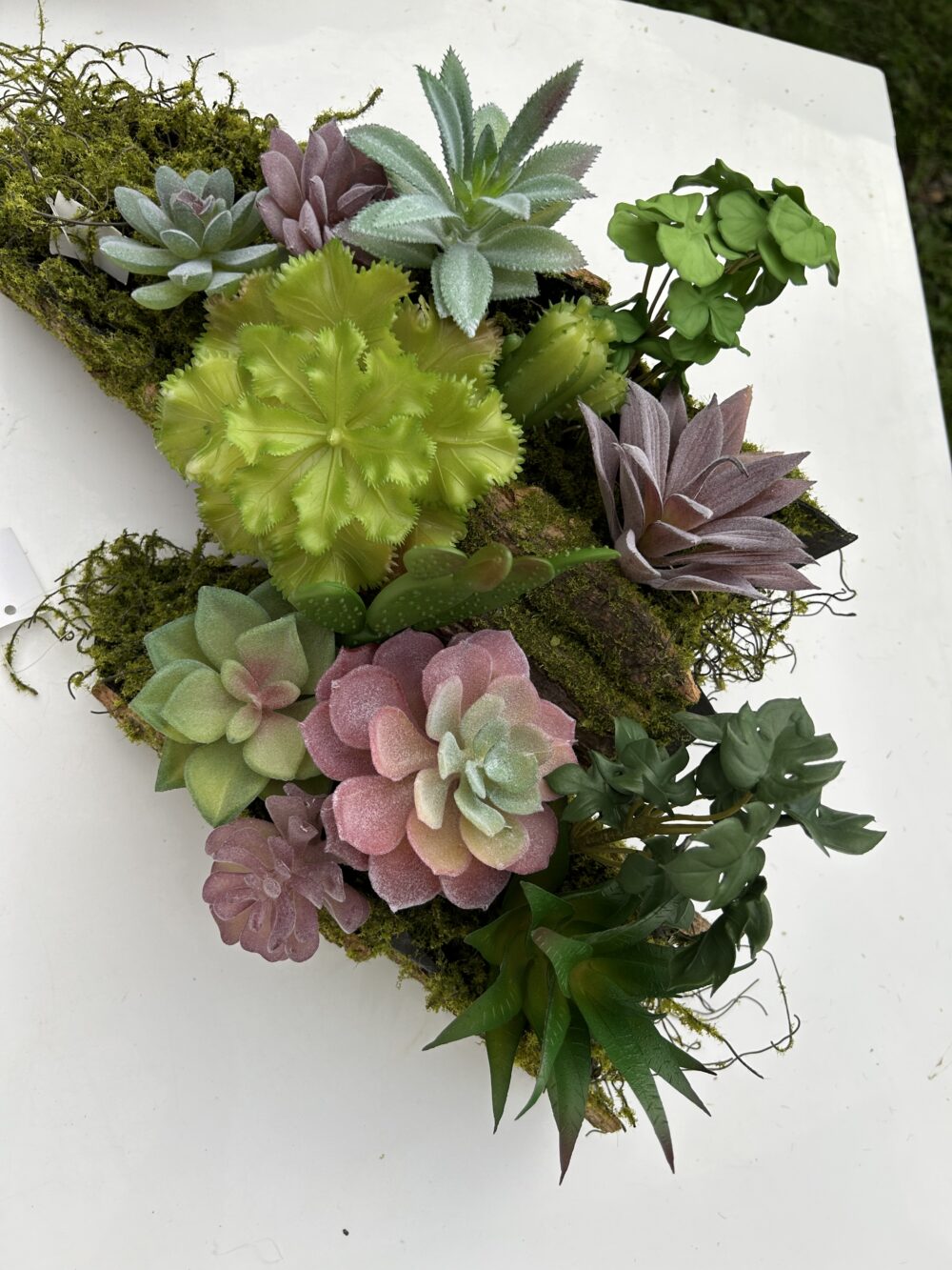 Сукулент 11 - Зображення 3