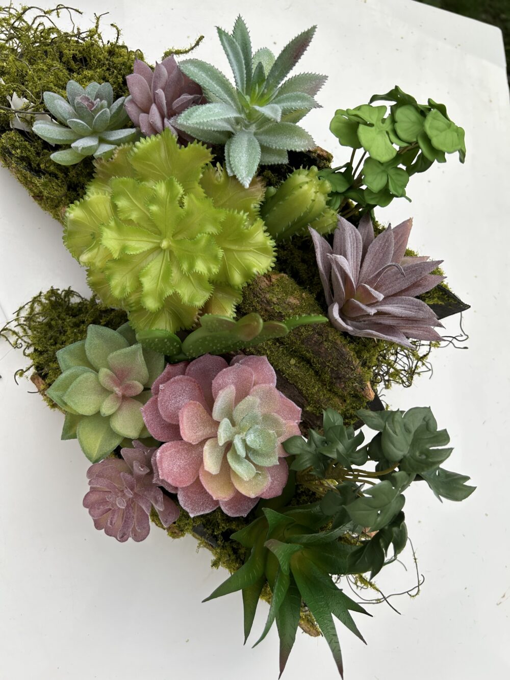 Сукулент 7 - Зображення 3