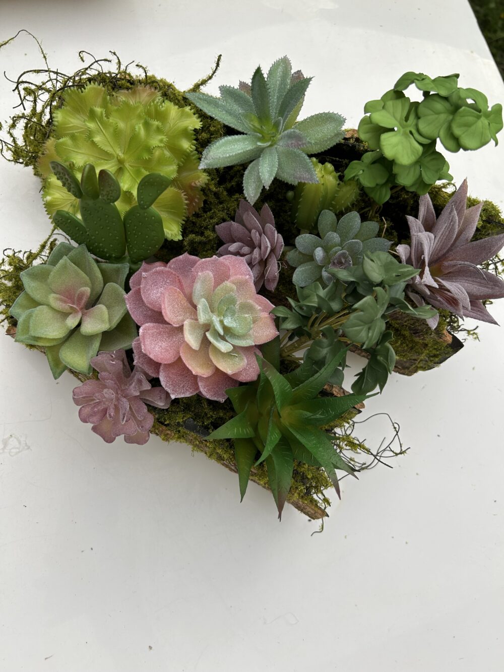 Сукулент 5 - Зображення 3