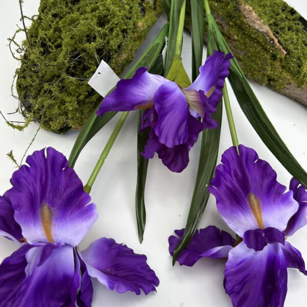 Ірис високий фіалковий