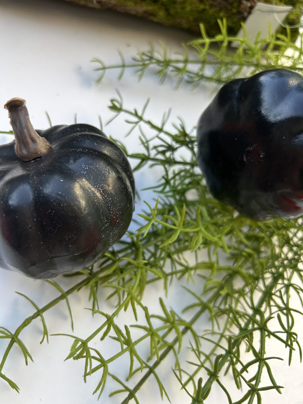 Гарбуз чорний - Зображення 2