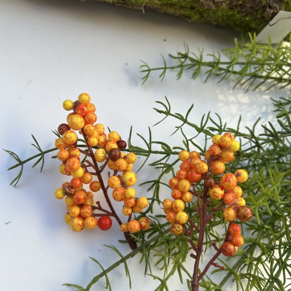 Ягоди на стеблі