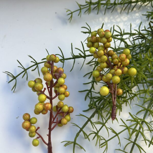 Ягоди на стеблі