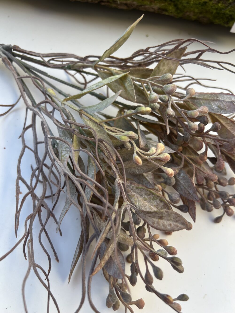 Обліпіха моко - Зображення 4