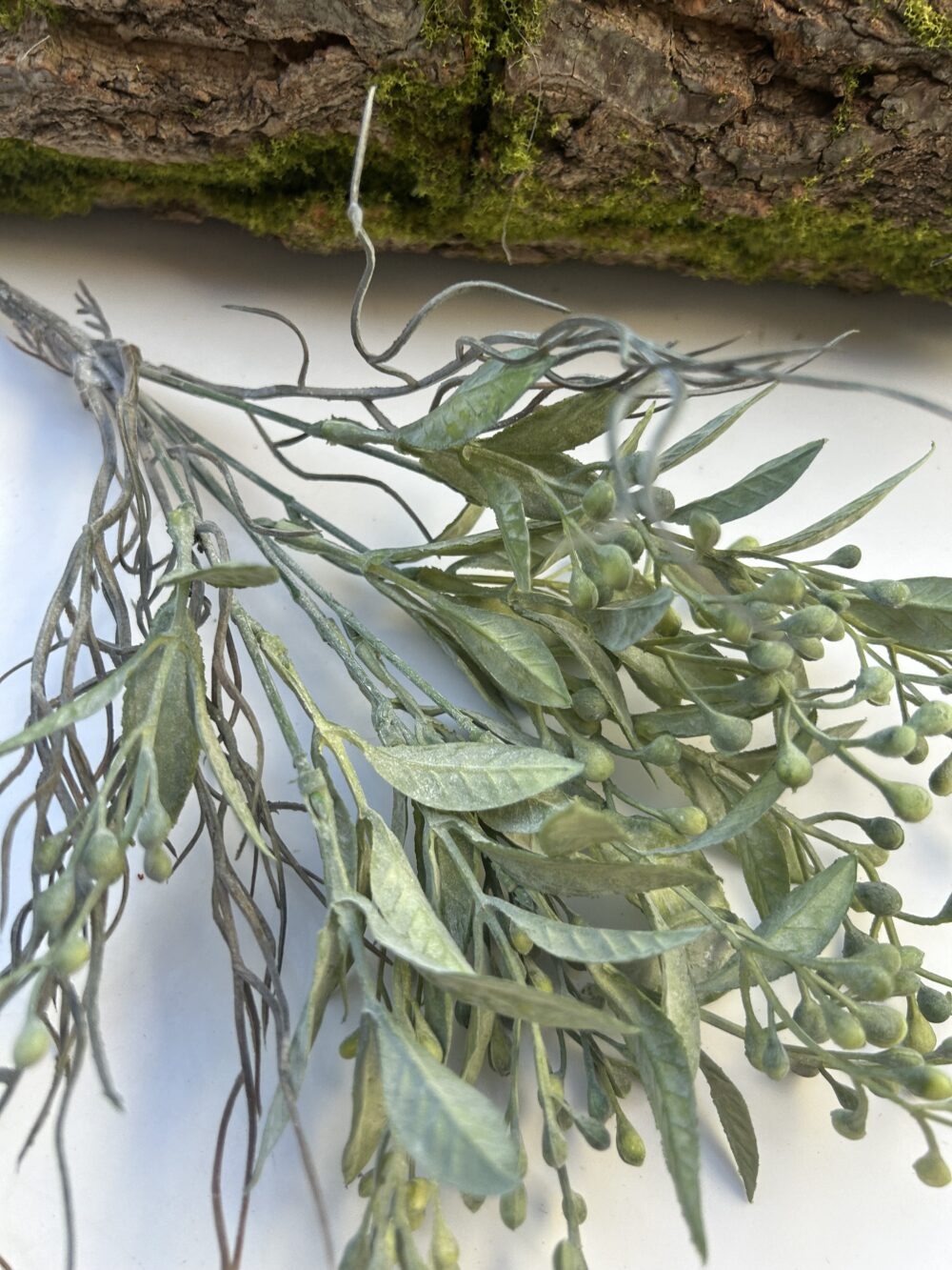 Обліпіха зенена - Зображення 2