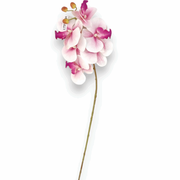 Орхідея гелева рожева амбре