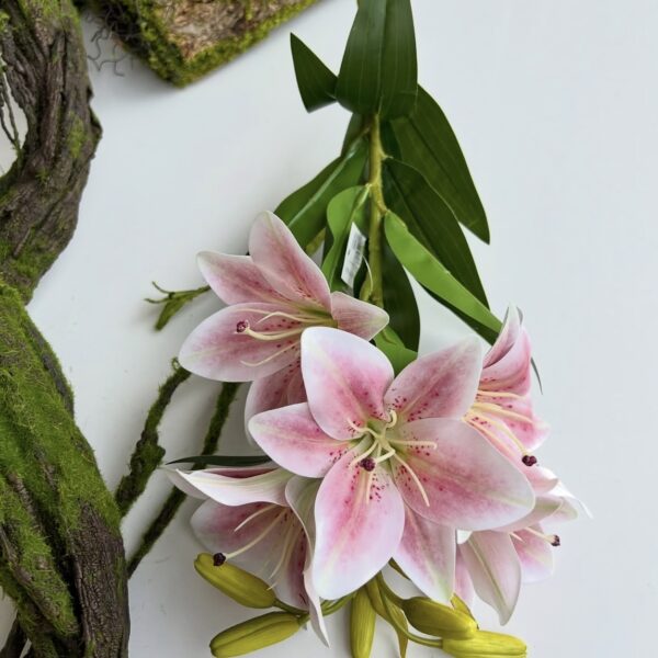 Лілія королівська гелева рожева