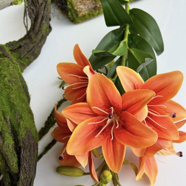 Лілія королівська гелева помаранчева