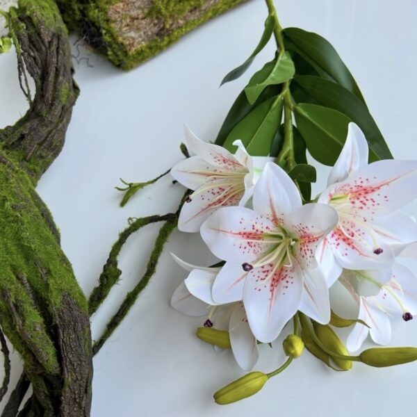 Лілія королівська гелева біла тигрова