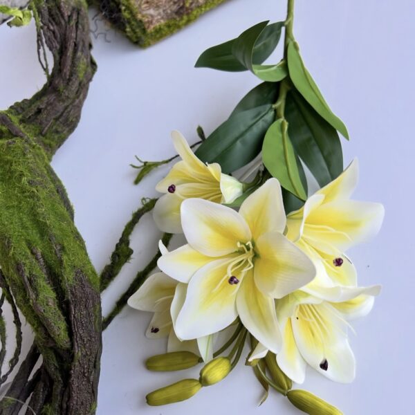 Лілія королівська гелева жовта