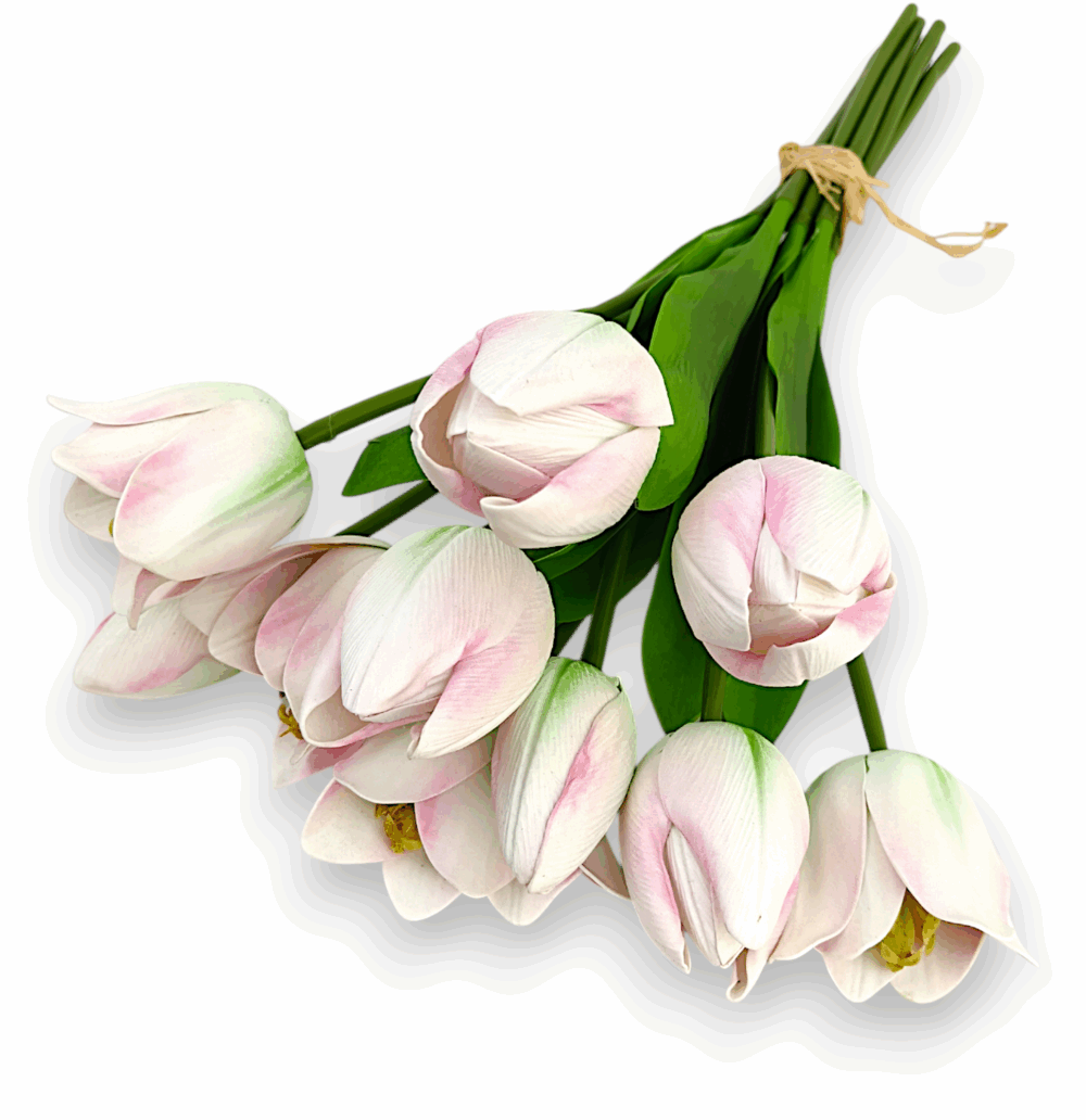 Тюльпан Real tach біло-рожевий