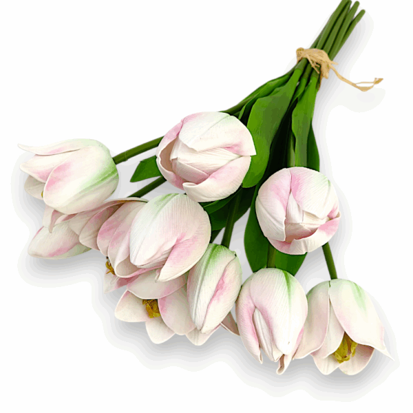 Тюльпан Real tach біло-рожевий