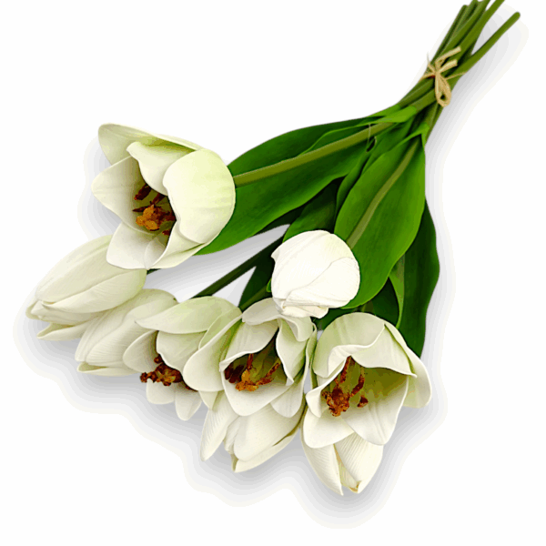 Тюльпан Real tach біло-зелений