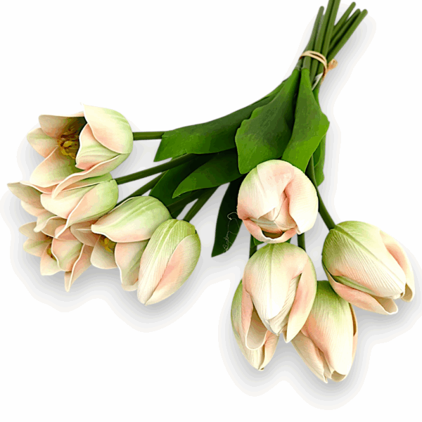 Тюльпан Real tach біло-персикова