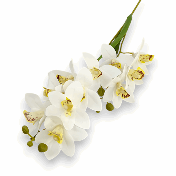 Цимбидіум  білий кущовий королівський