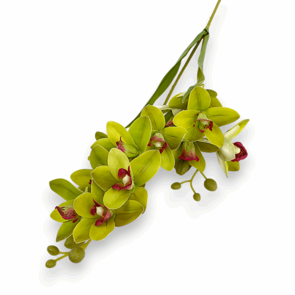 Цимбидіум  зелений кущовий королівський