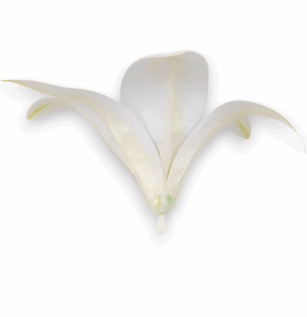 Лілія біла - Зображення 2