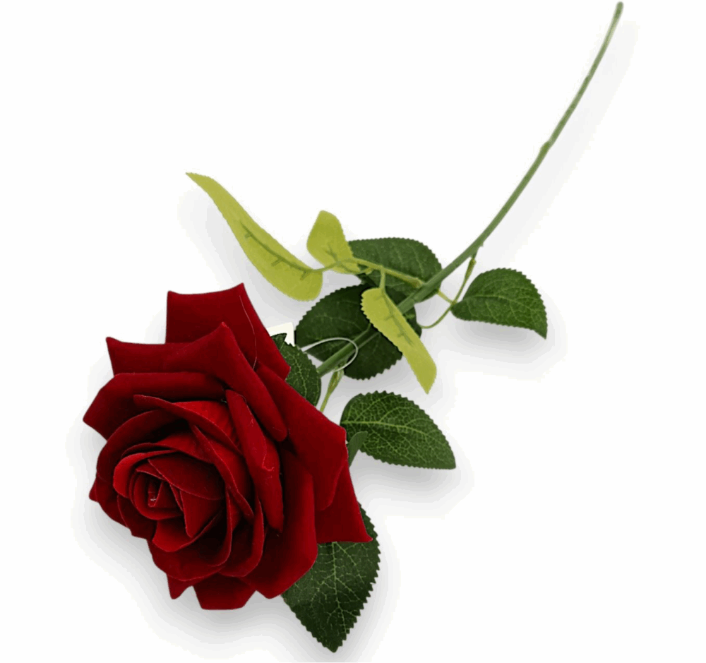 Троянда червона оксамитов