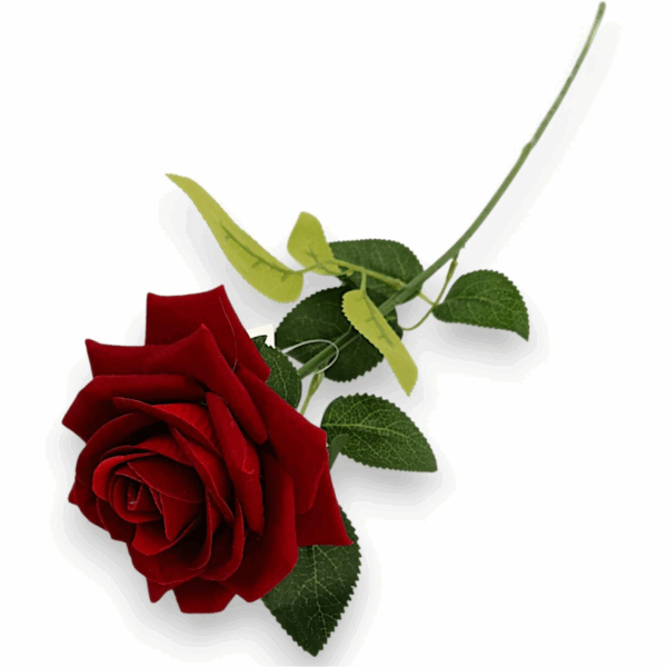 Троянда червона оксамитов