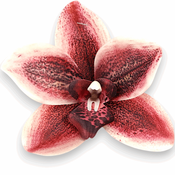 Цимбидіум червоний