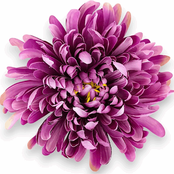 Хризантема  фіалкова