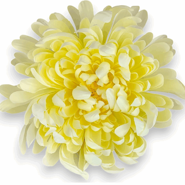 Хризантема  біла шампань