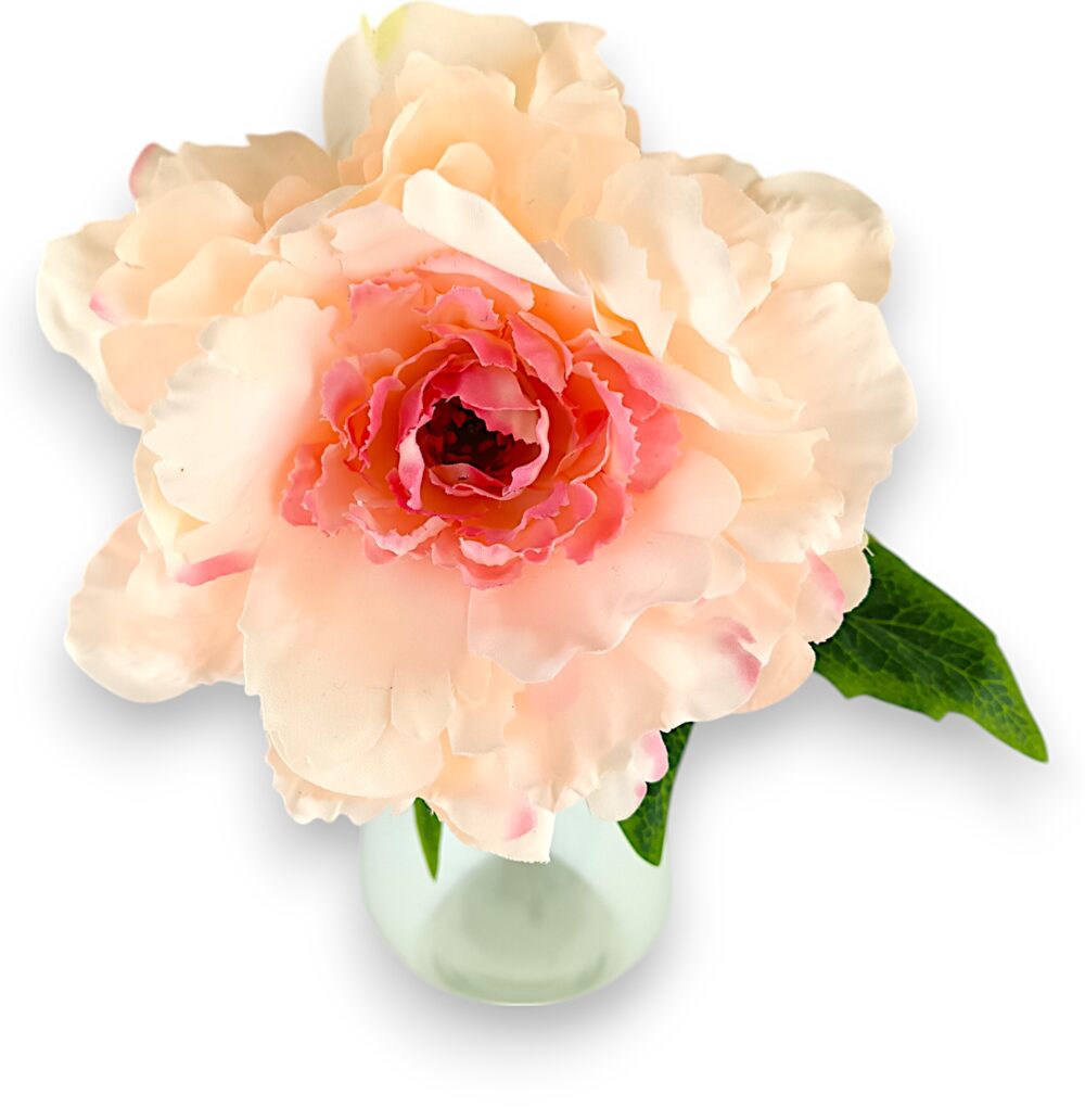 Піон одиночний рожевий - Зображення 2