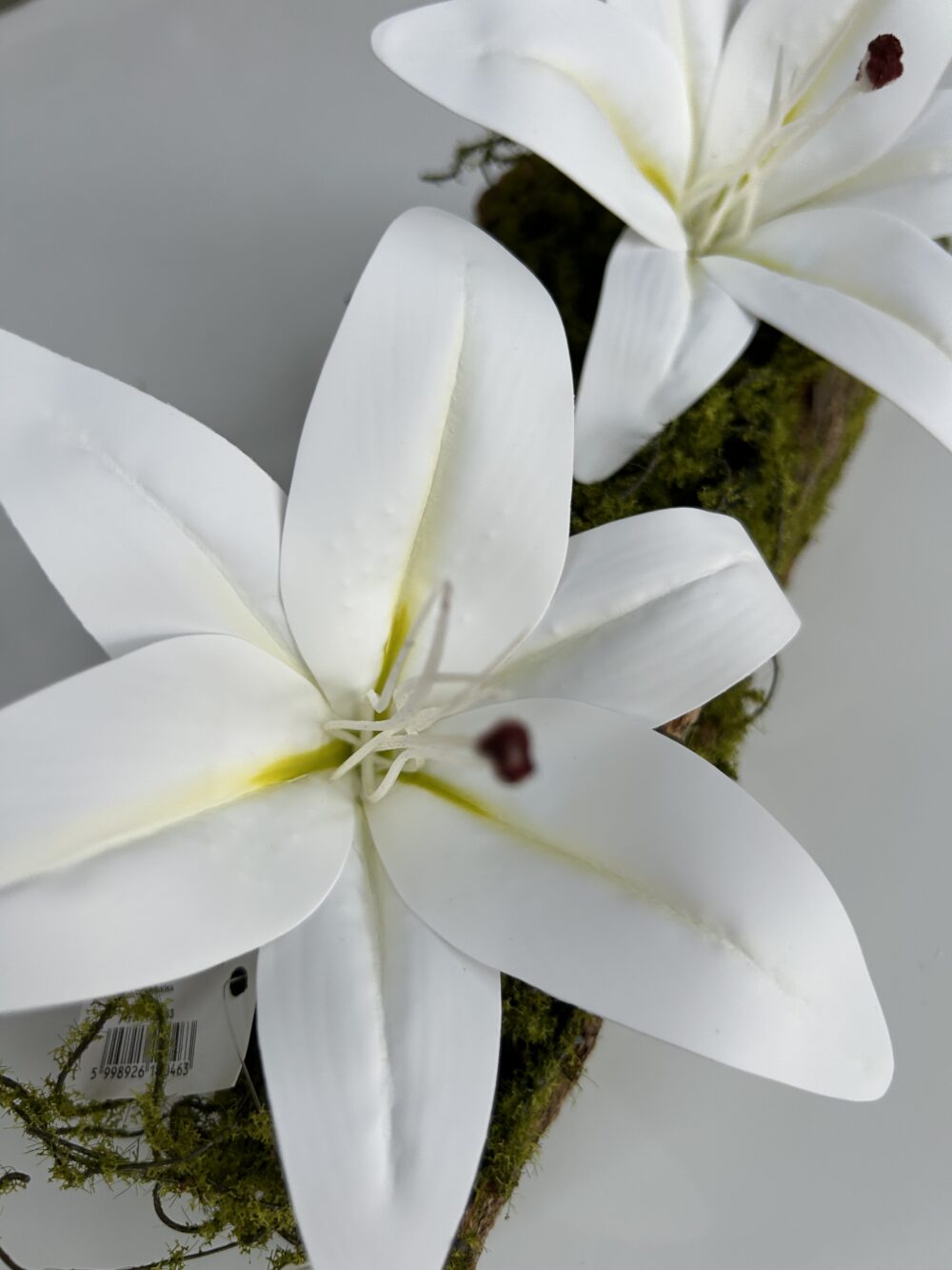 Лілія біла - Зображення 3