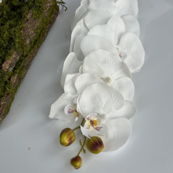 Орхідея Ріал Тач