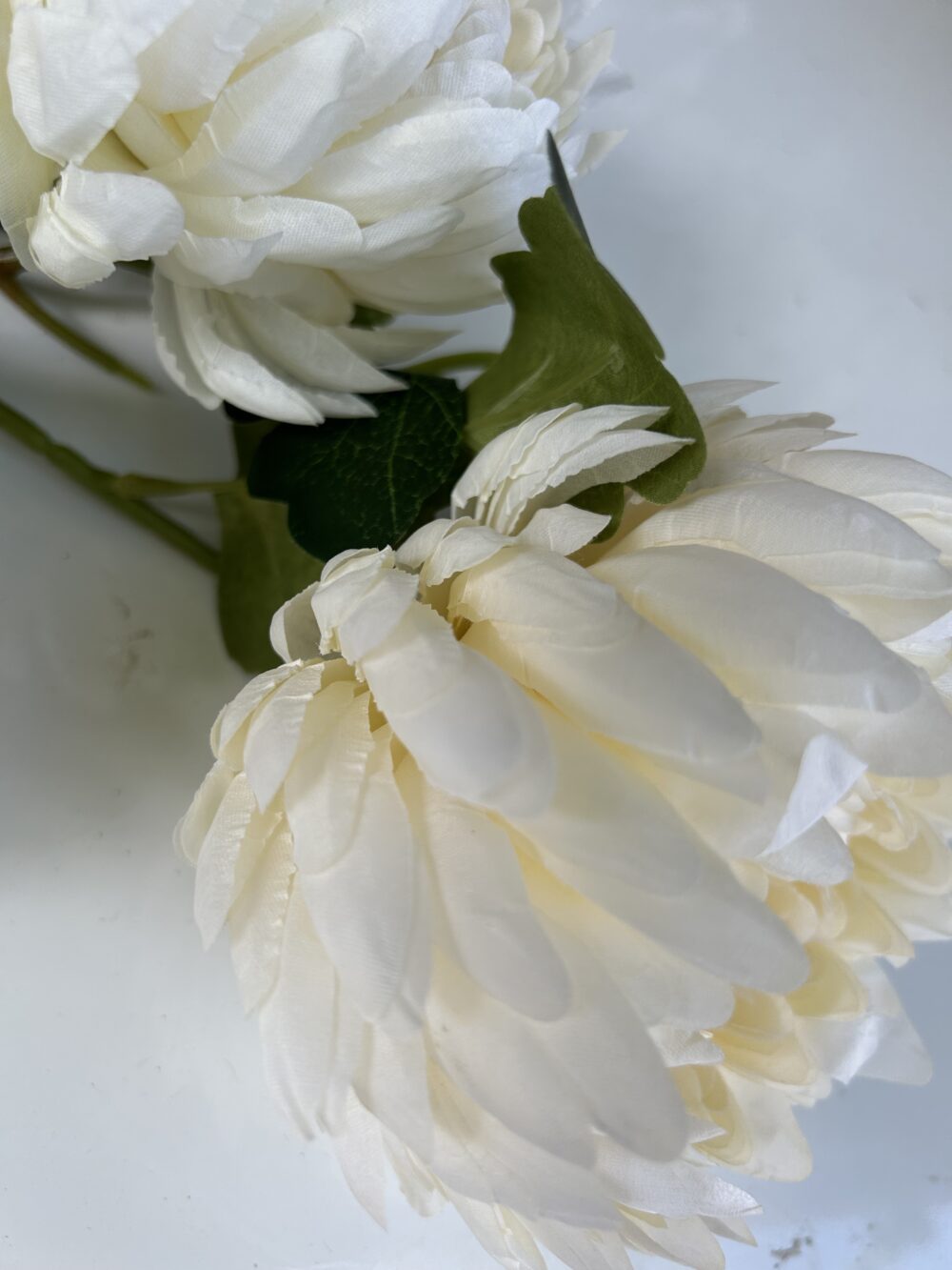 Хризантема букетна - Зображення 2