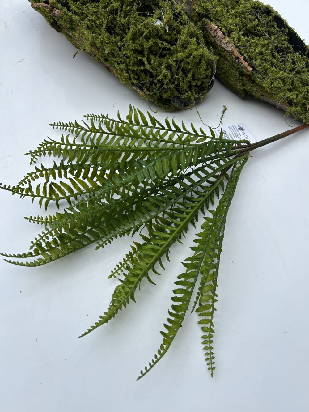 Папороть гостролиста гелева