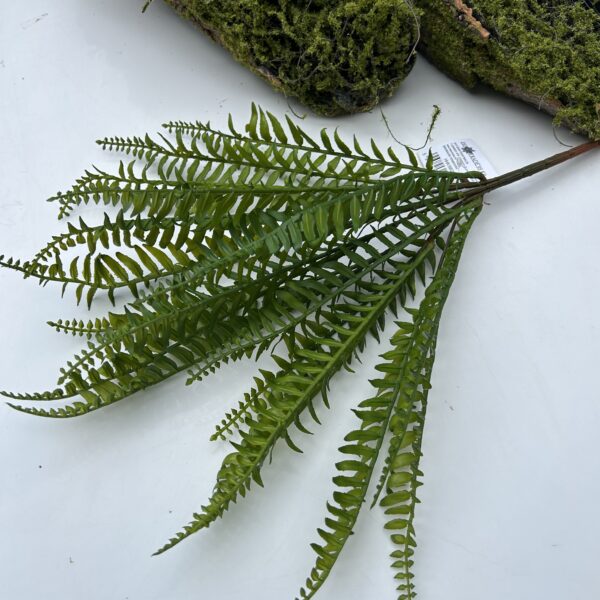 Папороть гостролиста гелева