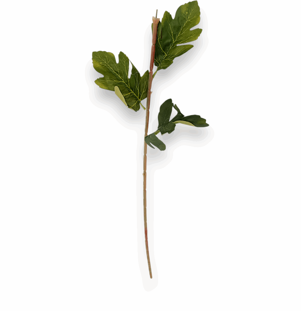 Нога хризантеми