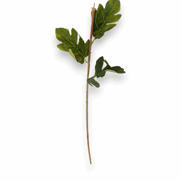 Нога хризантеми