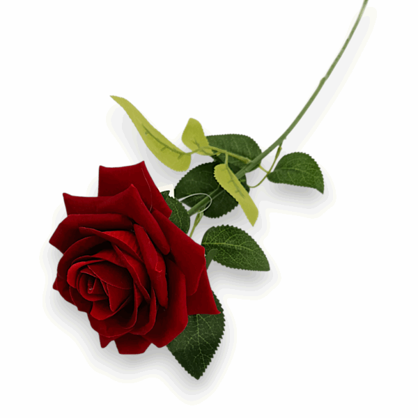 Оксамитова троянда бордо