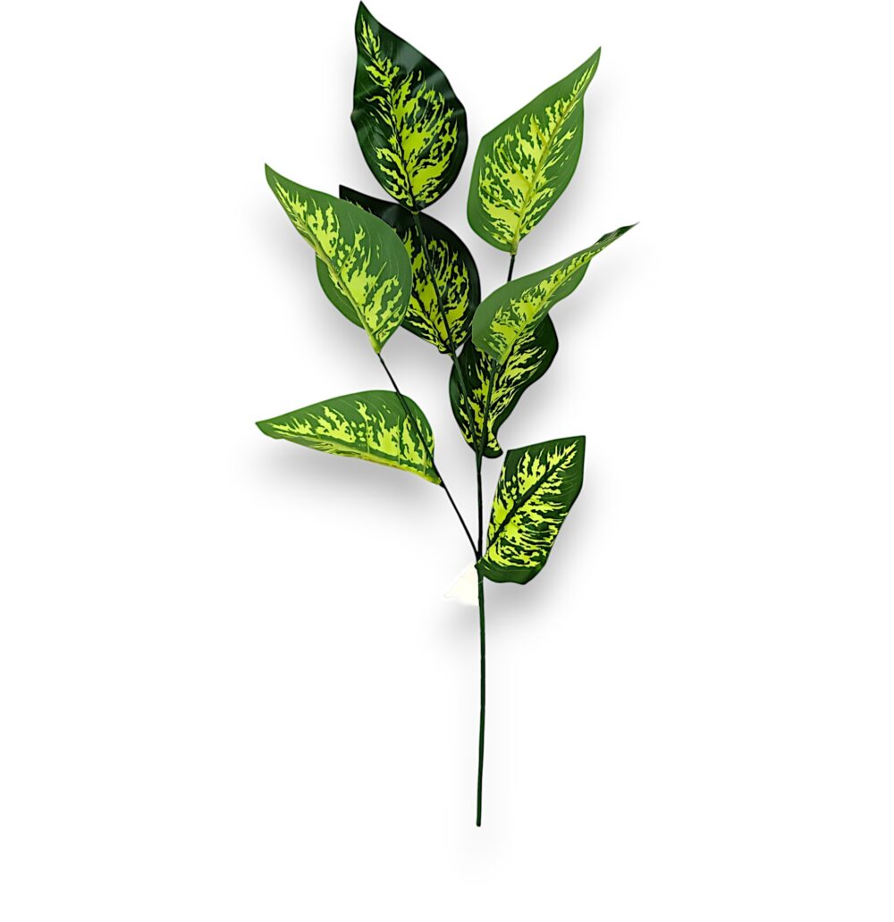 Дифенбахія штучна - Зображення 2