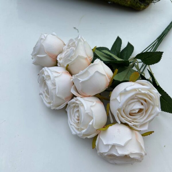 Троянда піоновидна шампань