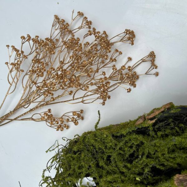 Гіпсофіла золота