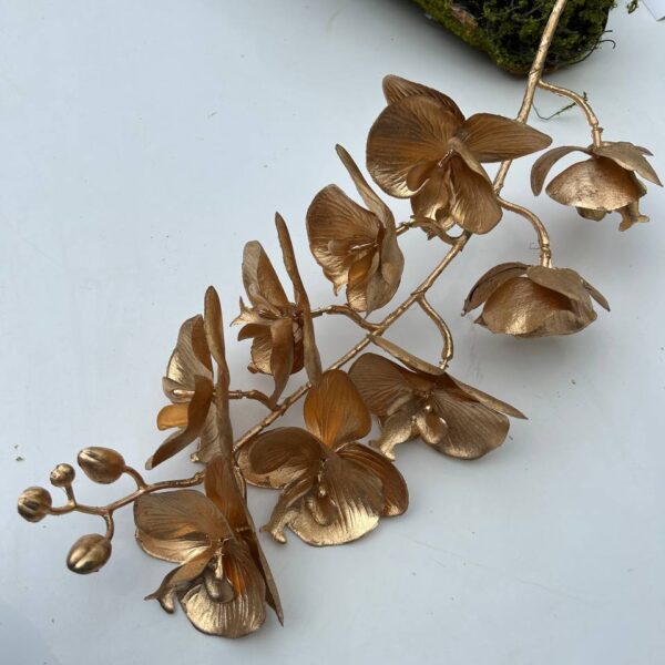 Орхідея золота