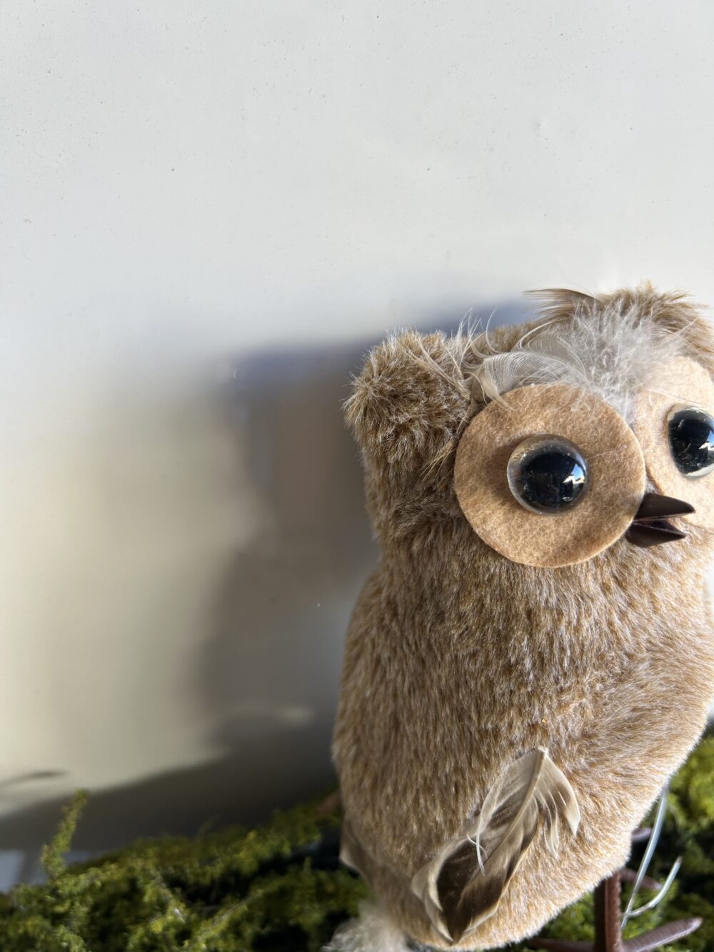 Лісова сова - Зображення 2