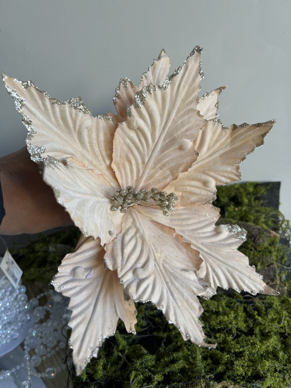 Пуансетія королівська шампань