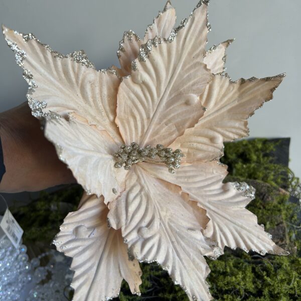 Пуансетія королівська шампань