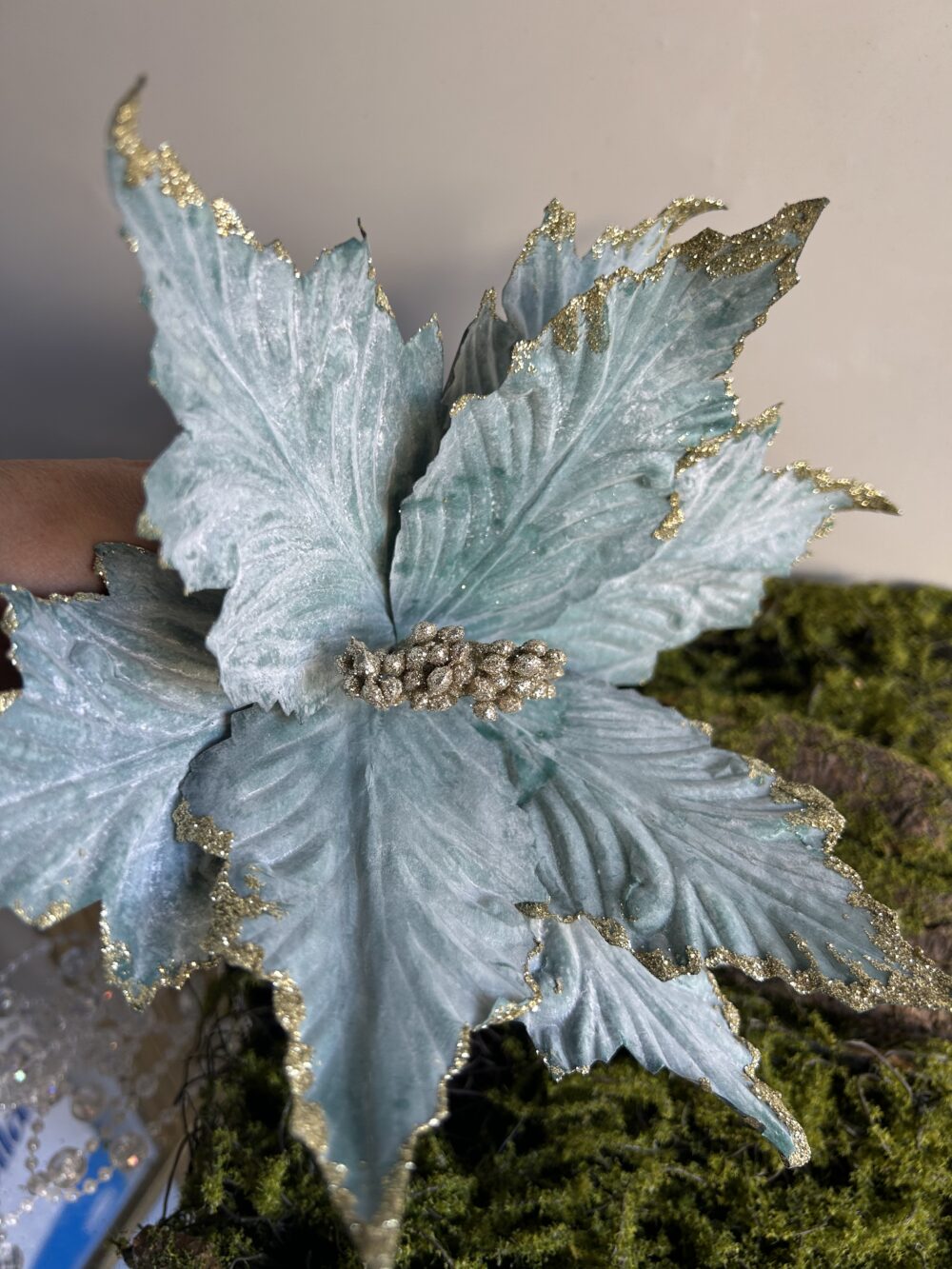 Пуансетія королівська аквамарин