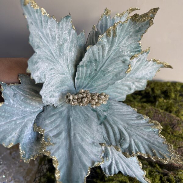 Пуансетія королівська аквамарин