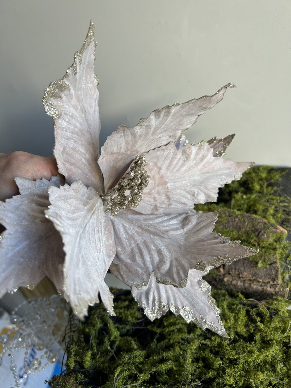 Пуансетія королівська капучіно