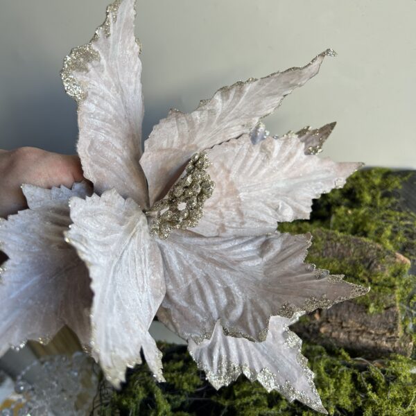 Пуансетія королівська капучіно